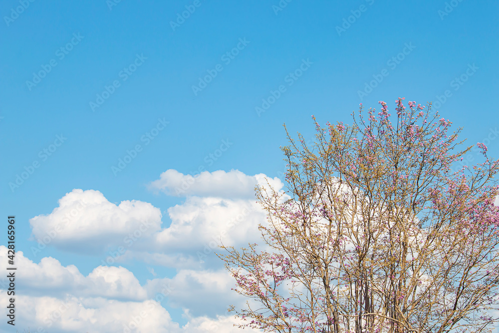 The tree has pink flowers, the background is the sky. The tree has pink flowers, the background is the sky.