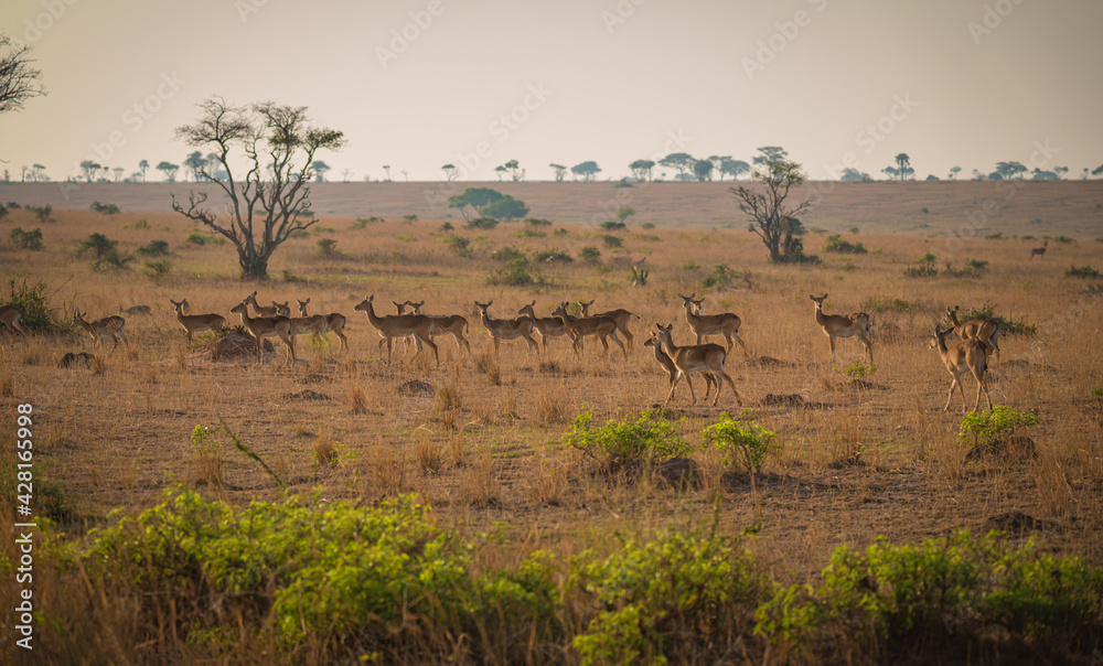 impala herd in the savannah in Murchison National Park, Uganda, Africa