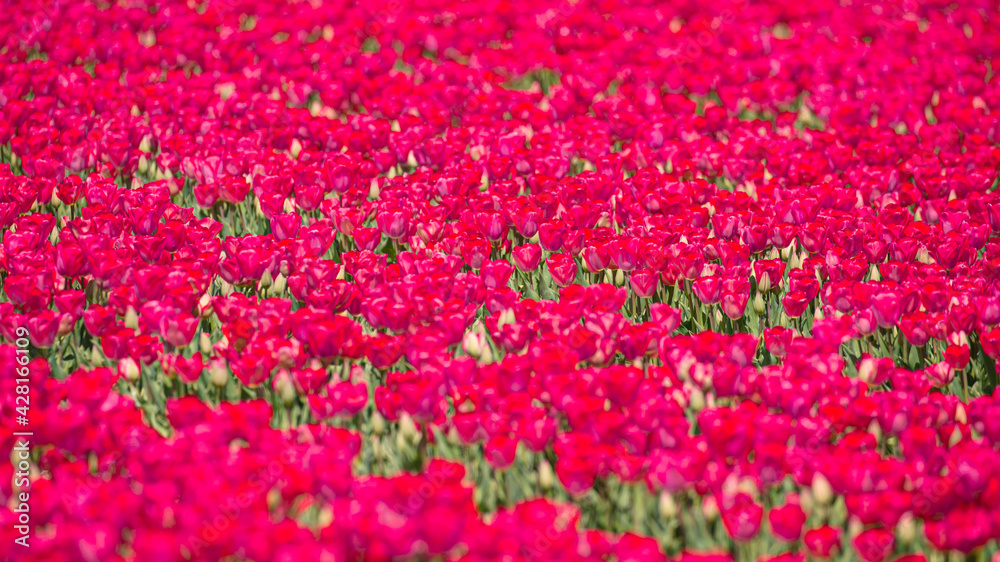 Red and pink tulip fields with bright blue sky