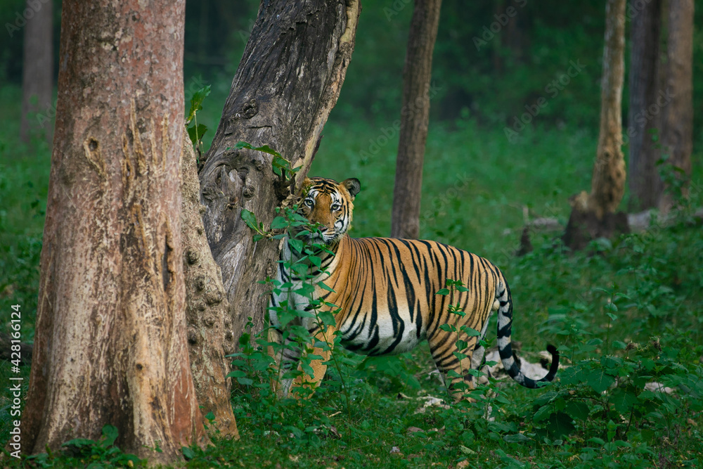 Fototapeta premium tiger in the wild