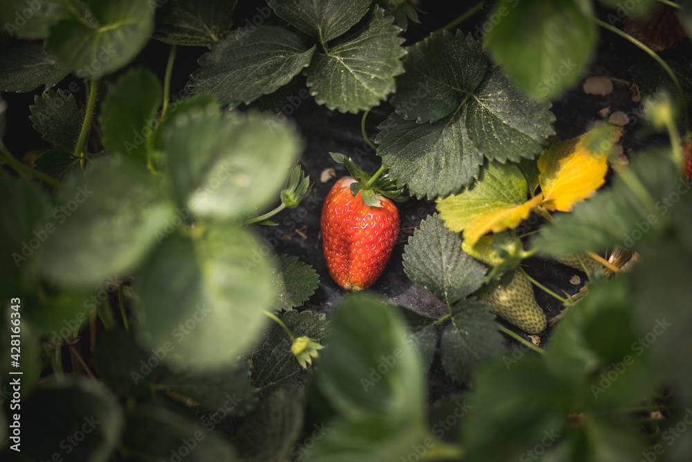 Champs de Fraises avec des grappes de fraises bien rouge, dans les Landes en France