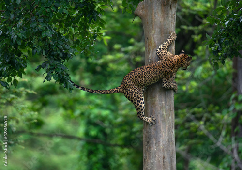 A descending leopard