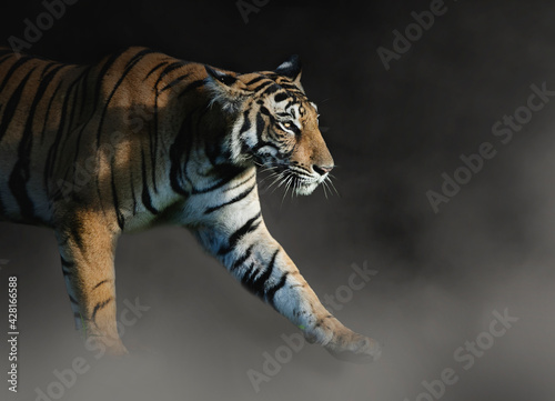 A fineart image of a tiger
