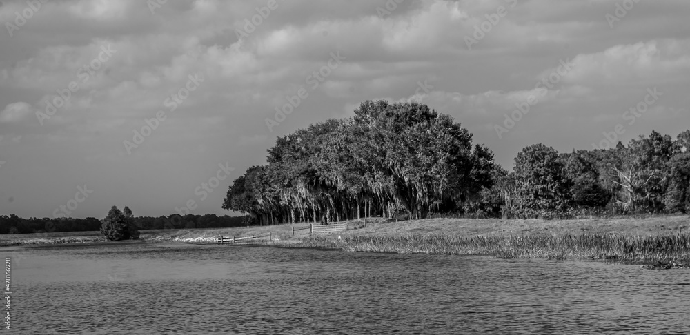 Fototapeta premium landscape with a trees