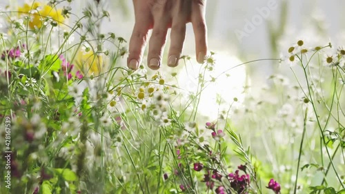 Woman In a Field Of Flowers 2