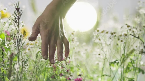 Woman In a Field Of Flowers 