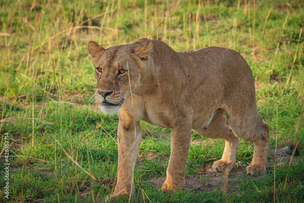 Fototapeta premium Lions in Murchison National Park, Uganda, Africa