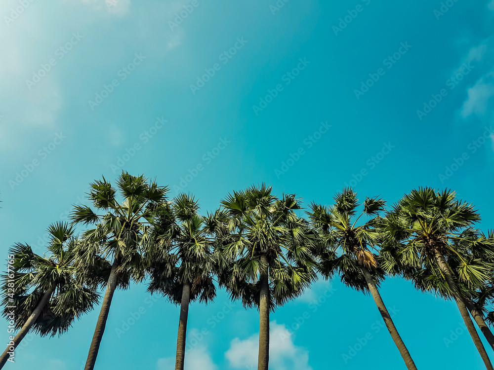 Obraz premium The blue sky in the evening and the many palm trees.