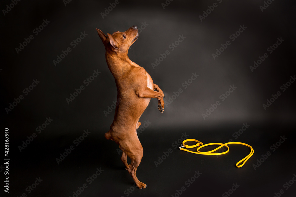 Brown miniature pinscher on a black background. Yellow leash and collar. The dog is waiting for the owner's command.