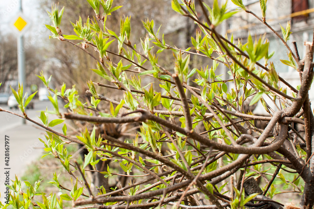 Close-up of young leaves on a bush against the backdrop of the city.