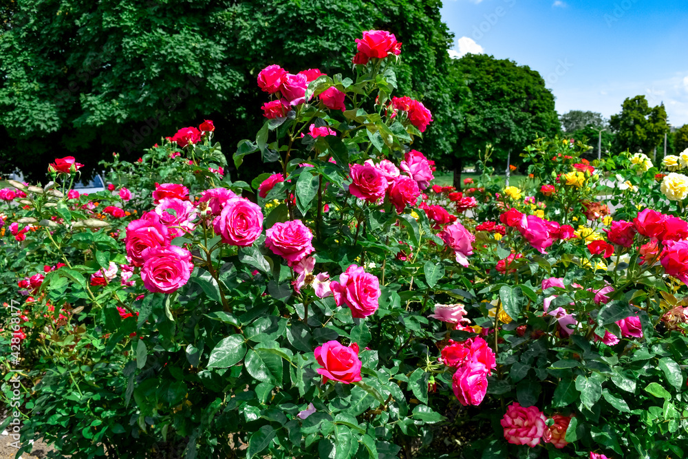 Blooming rose bushes on a flower bed in a park or garden. Ornamental plants with bright pink, red and yellow flowers on a background of green foliage on a sunny spring-summer day