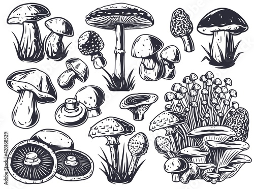 Mushroom picking of morel. Set of mushrooms. Vegetarian fungus boletus or cremini collection for food. Nature fungi porcini for healthy nutrition