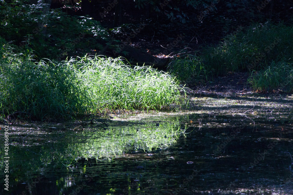 Obraz premium Grass and growth reflected in water for an abstraction