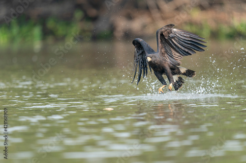 The Great black hawk (Buteogallus urubitinga) photo