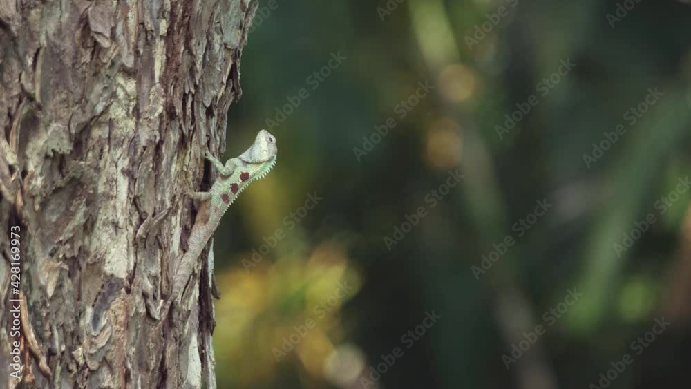 Blue-crested Lizard , Indo-Chinese Forest Lizard Blue-crested Lizard , Indo-Chinese Forest Lizard