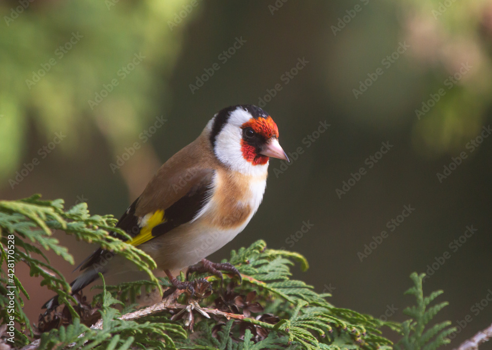 European goldfinch (Carduelis carduelis) sitting on the branch of thuja tree European goldfinch (Carduelis carduelis) sitting on the branch of thuja tree