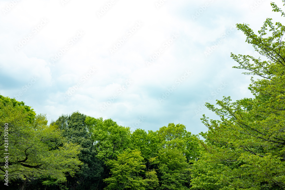 森と空