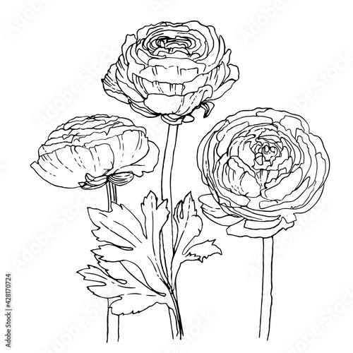 Ranunculus. Flowers drawn by a line on a white background. Vector sketch of garden flowers