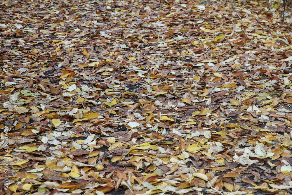 Fallen autumn leaves lie carpeted on the ground Fallen autumn leaves lie carpeted on the ground