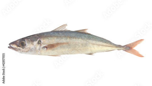 Jack mackerel isolated on white background