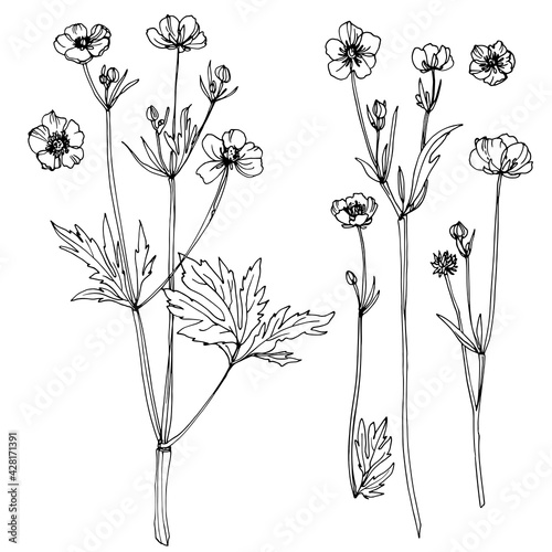Ranunculus. Flowers drawn by a line on a white background. Vector sketch of garden flowers