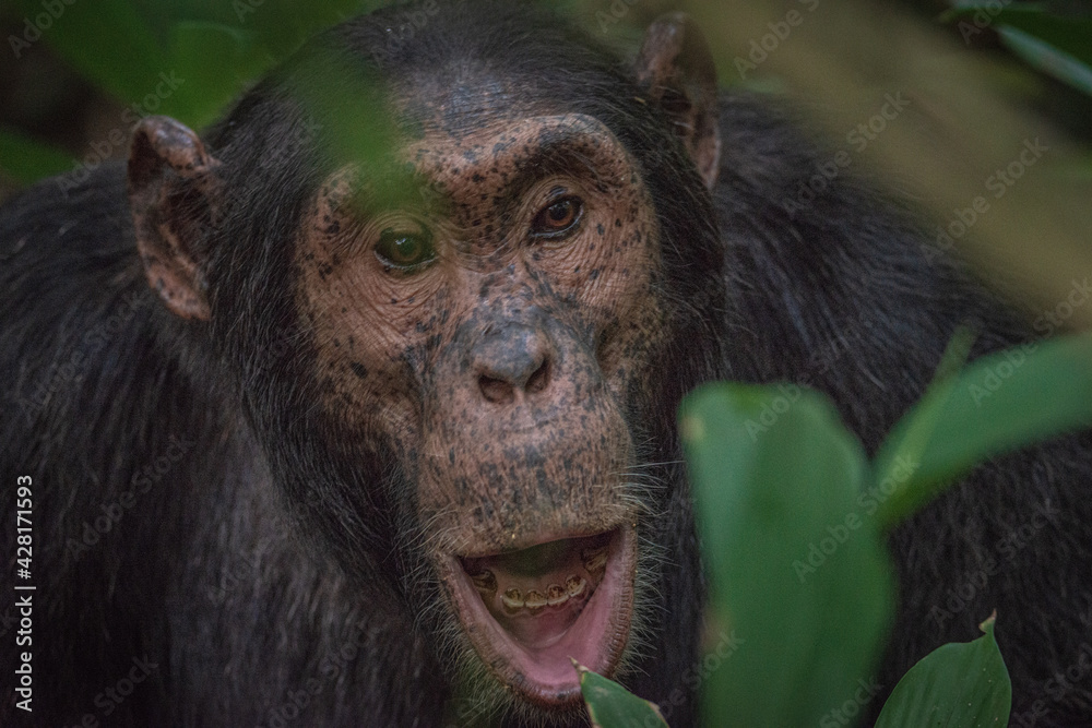Obraz premium Chimpanzee in Kibale National Park in Uganda, Africa