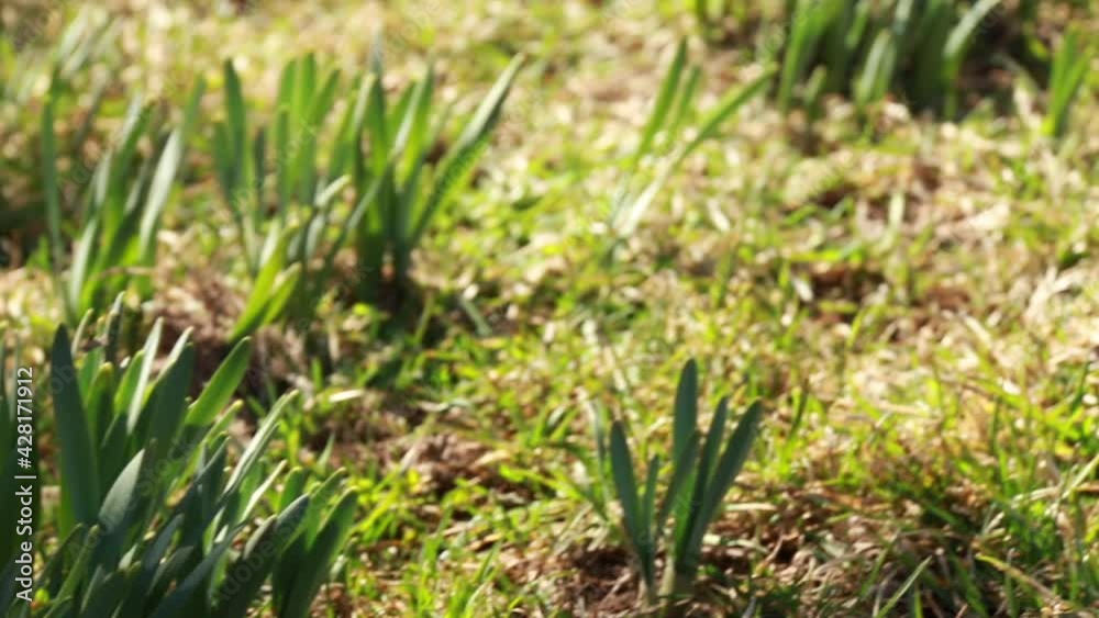 Panning video of fresh blades of grass growing out of grassy moss in the morning. Shot in Ontario, Canada at first sunlight. Bright green shoots with dramatic shadows. Panning video of fresh blades of grass growing out of grassy moss in the morning. Shot in Ontario, Canada at first sunlight. Bright green shoots with dramatic shadows.