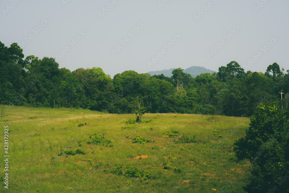 Morning green grass, bright and beautiful colors at Khao Yai National Park, Thailand.
