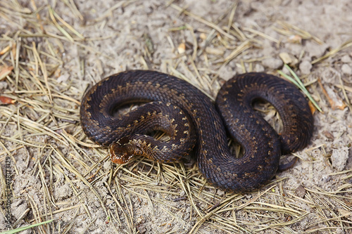 snake viper in the swamp, reptile in the wild, poisonous dangerous animal, wildlife