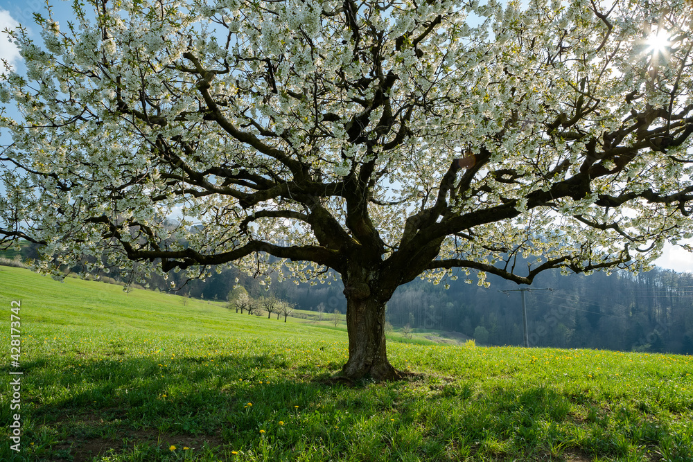 Blooming cherry tree in early spring on meadow on a background of blue sky. Bright spring day