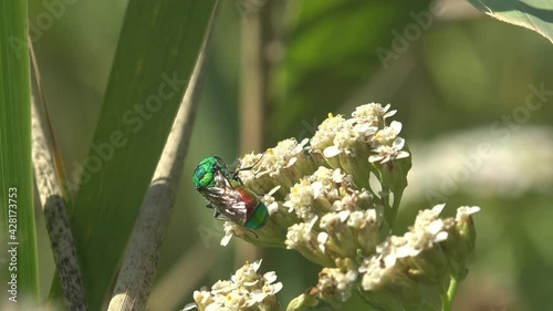 Green wasp moves on white wildflowers. cuckoo wasps or emerald wasps, hymenopteran, Chrysididae, parasitoid, macro species of insects in wild photo