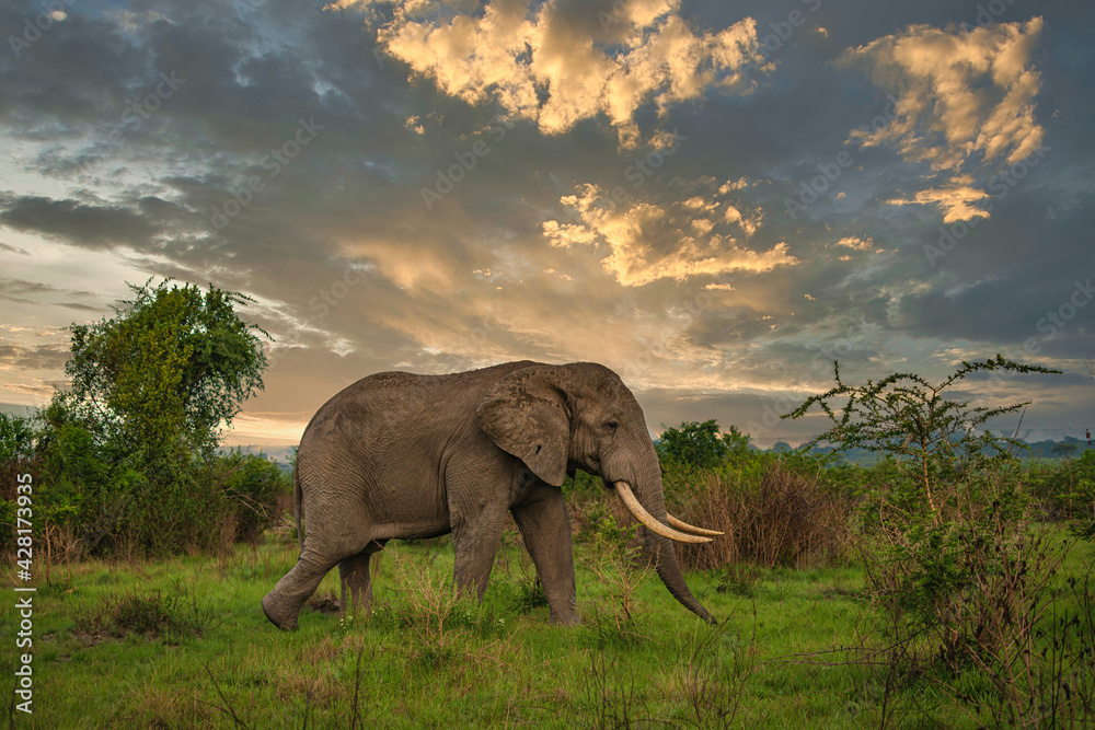 Fototapeta premium Elephant in Queen's Elizabeth National Park in Uganda, Africa