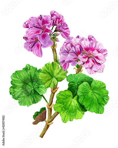 A branch of a garden geranium flower with bouquets of buds. Hand drawn watercolor painting. Isolated illustration on a white background. Blooming purple Pelargonium. Plant with green leaves.