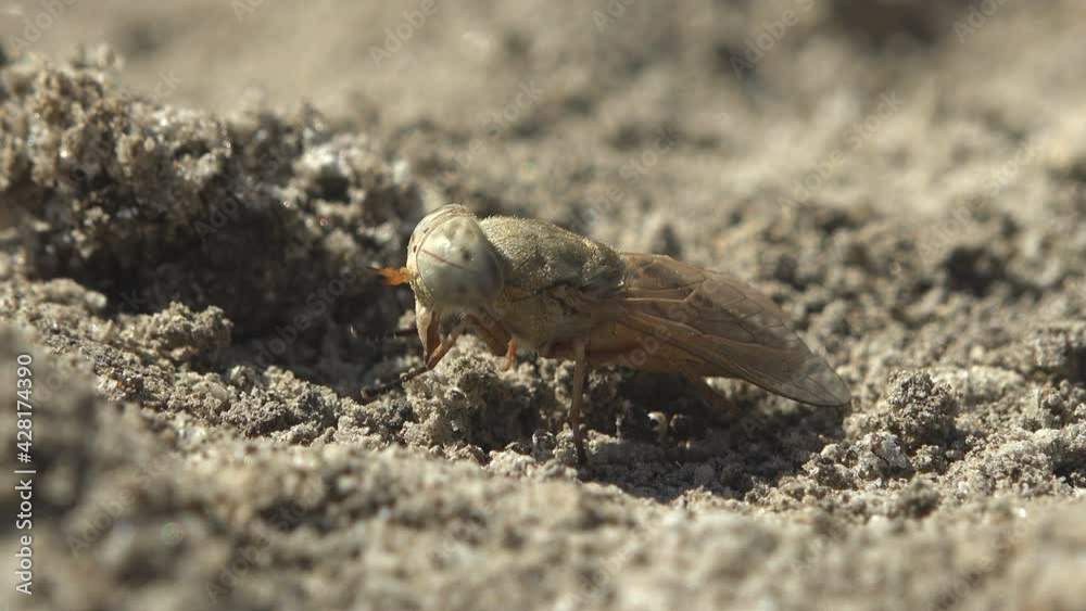 Horse-flies or horsefliesare true flies in family Tabanidae in insect order Diptera. Macro view insect gadfly in wildlife Horse-flies or horsefliesare true flies in family Tabanidae in insect order Diptera. Macro view insect gadfly in wildlife