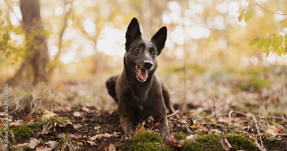 adorable dutch and belgian shepherd malinois mixed breed dog lying down on the ground in a forest in autumn