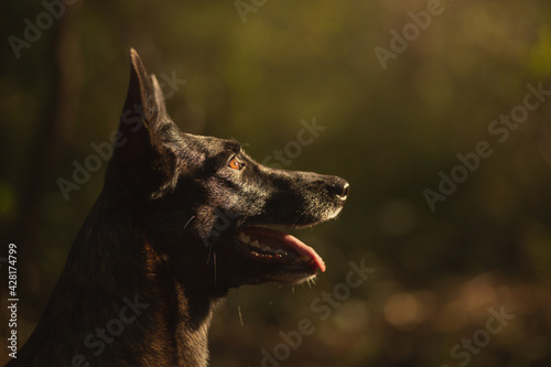 adorable dutch and belgian shepherd malinois mixed breed dog close up profile portrait in a forest in autumn photo