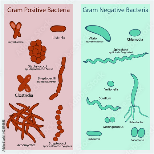 Diagram showing example of gram negative and positive bacteria. Educational poster of prokaryotic microorganisms, can be used for biology, microbiology and medicine lectures.