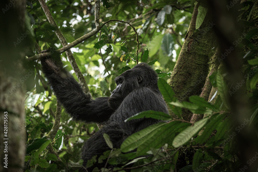 Fototapeta premium Gorilla family with silverback in Bwindi Impenetrable Forest, Uganda, Africa