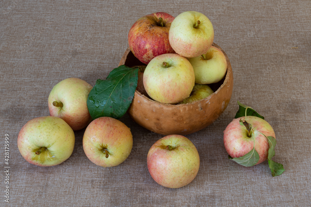 Honey crisp apples on brown tablecloth, Autumn harvest in California concept Honey crisp apples on brown tablecloth, Autumn harvest in California concept