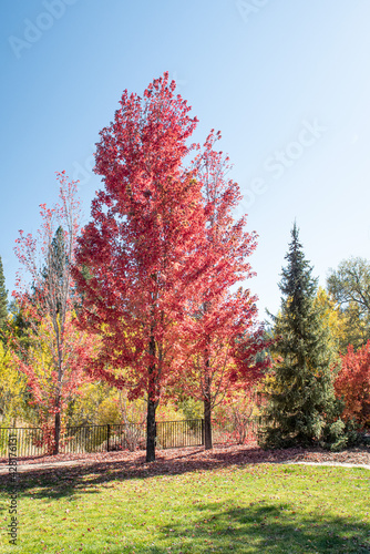 Markleville city park in the Autumn, featuring red sugar maple tree and yellow leaves, California mountains Fall concept