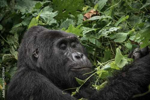 Gorilla family with silverback in Bwindi Impenetrable Forest, Uganda, Africa © Pawel