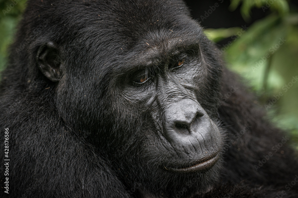 Gorilla family with silverback in Bwindi Impenetrable Forest, Uganda, Africa Gorilla family with silverback in Bwindi Impenetrable Forest, Uganda, Africa