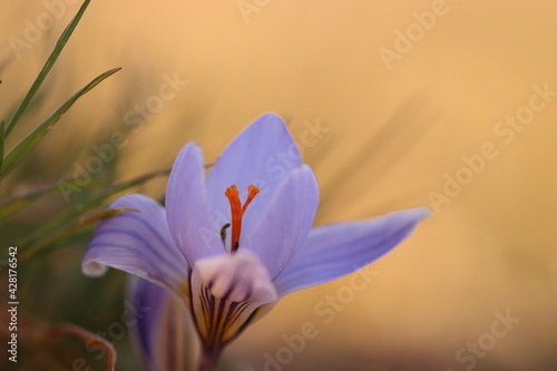 fiore di croco al tramonto