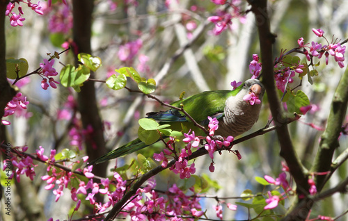 Green budgie eating from a tree full of pink flowers.