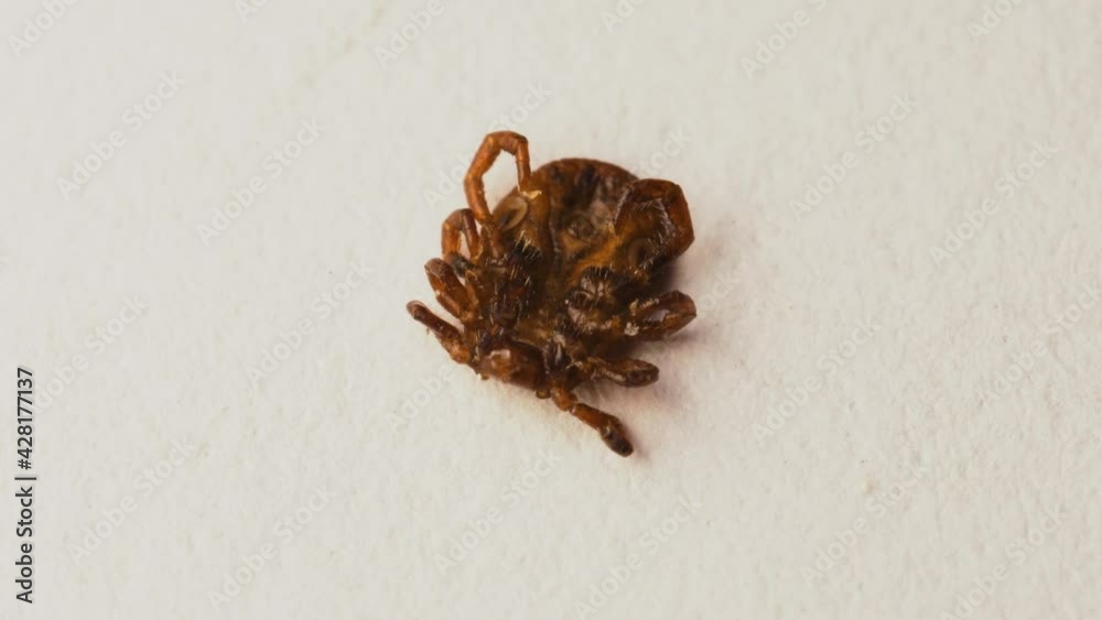 tick-lies-upside-down-and-wiggles-its-legs-ventral-view-of-injured