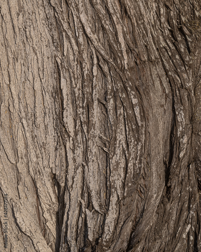 Wood texture and background of a Monterey Cypress tree, a plant native to California, USA Wood texture and background of a Monterey Cypress tree, a plant native to California, USA