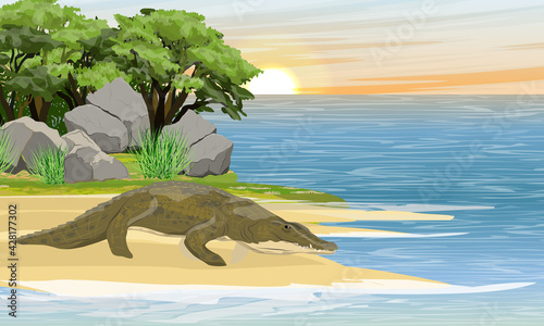 Nile crocodile Crocodylus niloticus comes to the shore of a tropical lake. Wild reptiles of Africa. Realistic vector landscape