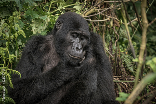 Gorilla family with silverback in Bwindi Impenetrable Forest, Uganda, Africa © Pawel