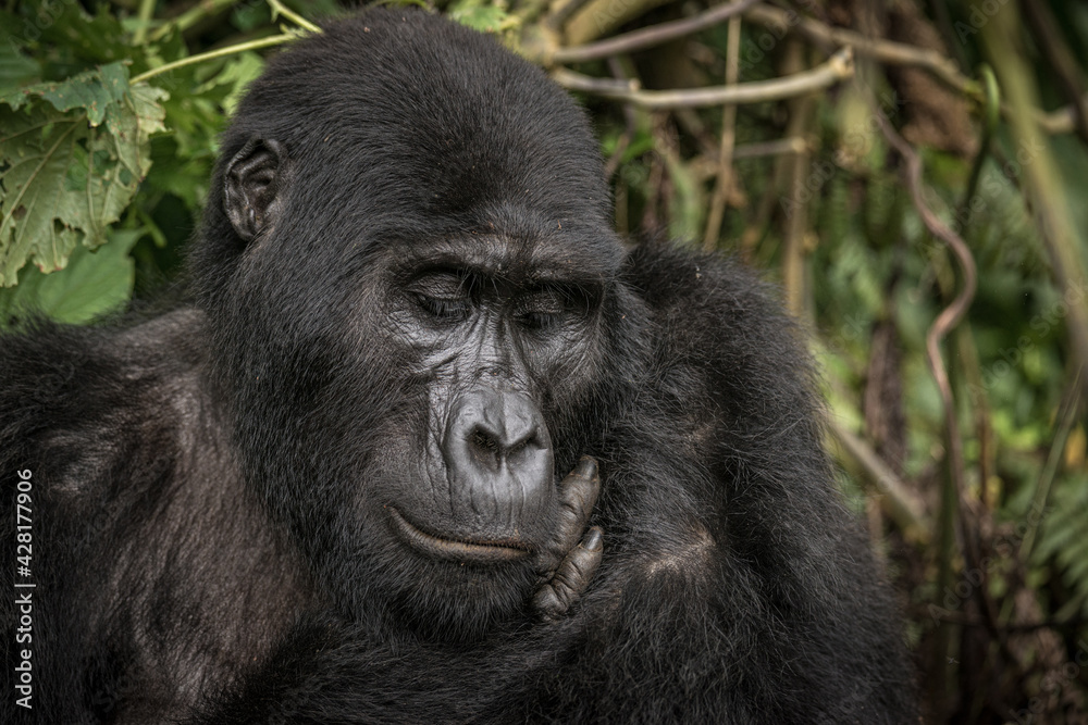 Gorilla family with silverback in Bwindi Impenetrable Forest, Uganda, Africa Gorilla family with silverback in Bwindi Impenetrable Forest, Uganda, Africa