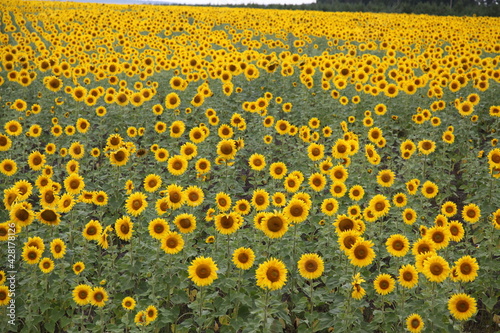 Field of Sun flowers in Mordovia